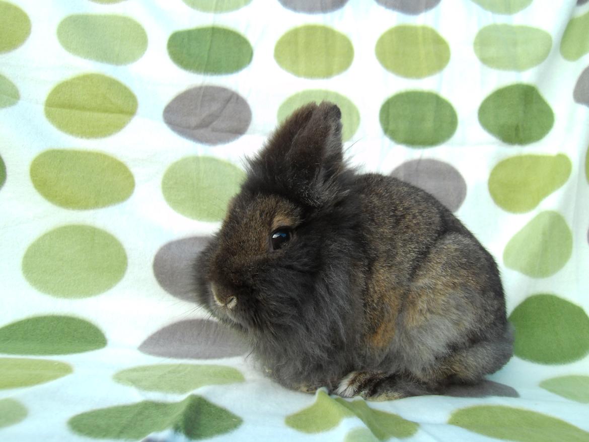 Kanin *Rikke&Sia / / Stald Jürs* Trunde billede 20