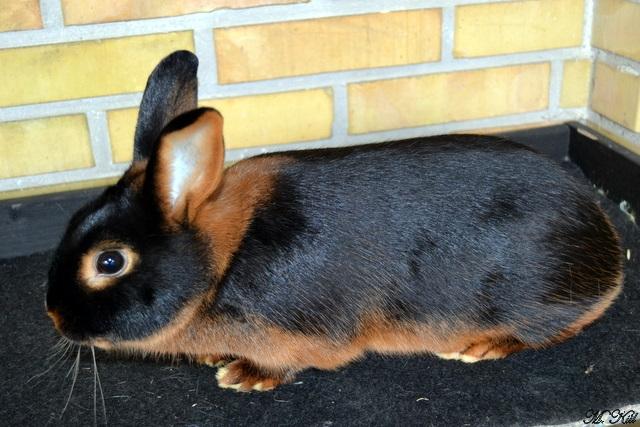 Kanin *Ms. Dobie* billede 2