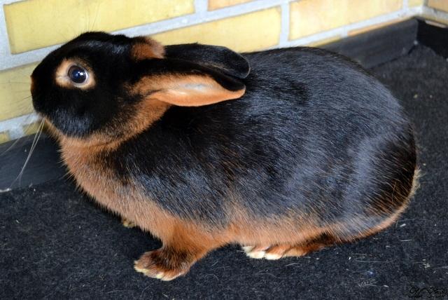 Kanin *Ms. Dobie* billede 3