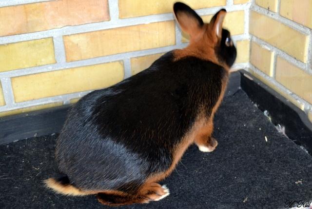 Kanin *Ms. Dobie* billede 4