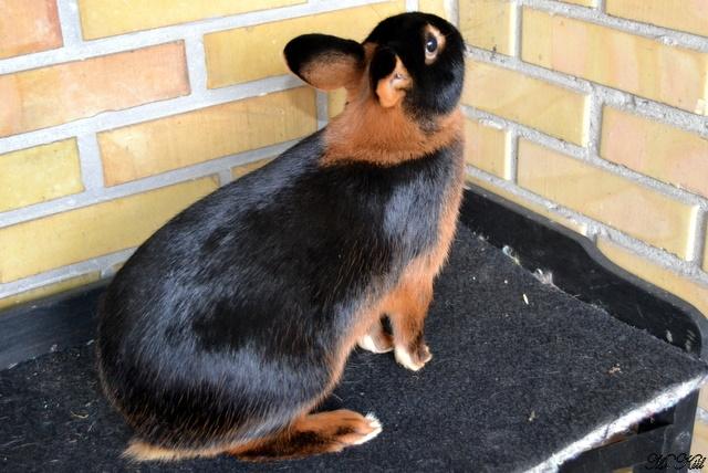 Kanin *Ms. Dobie* billede 5