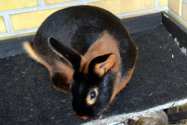 Kanin *Ms. Dobie* billede 6