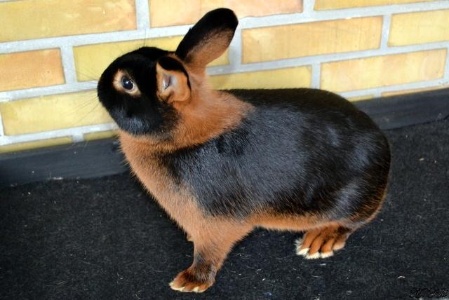 Kanin *Ms. Dobie* billede 7
