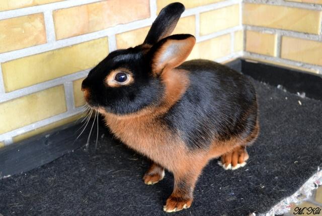 Kanin *Ms. Dobie* billede 8