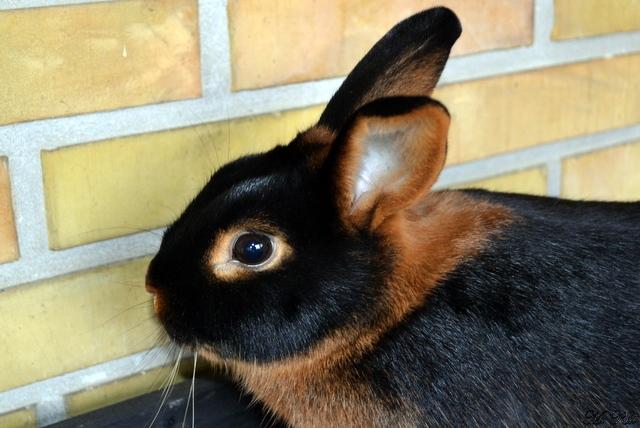 Kanin *Ms. Dobie* billede 9