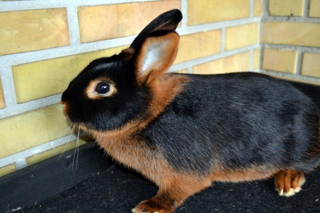 Kanin *Ms. Dobie* billede 10
