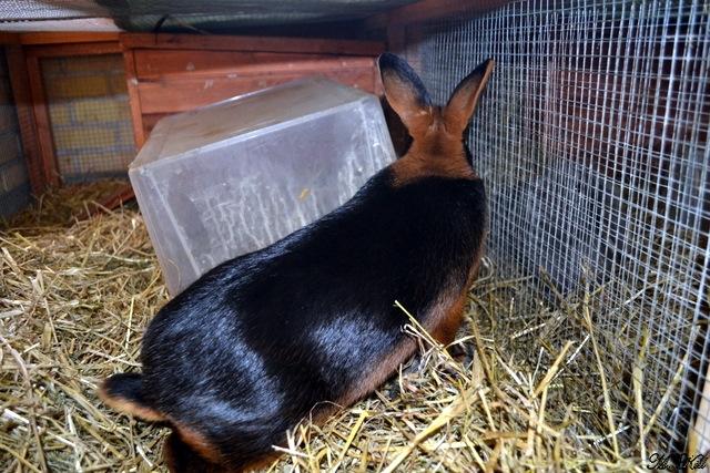 Kanin *Ms. Dobie* billede 11