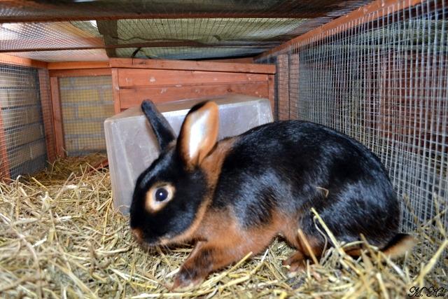 Kanin *Ms. Dobie* billede 12