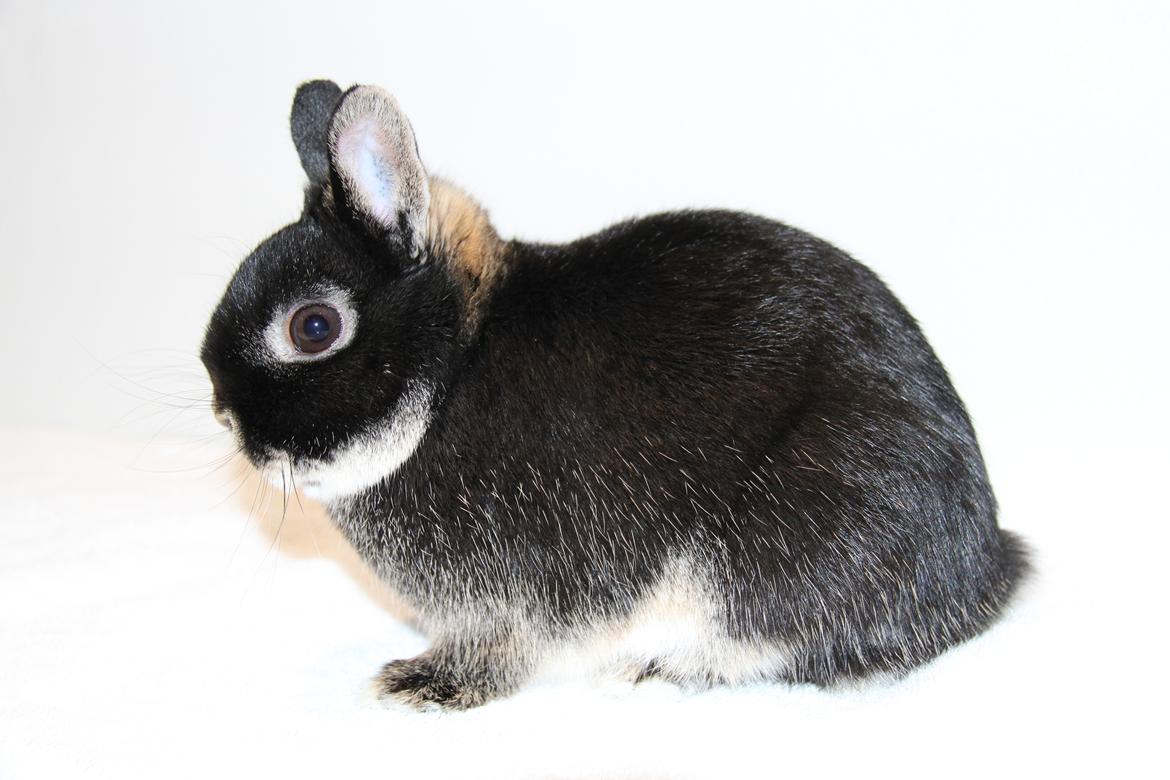 Kanin Rover "Hermelin" billede 5