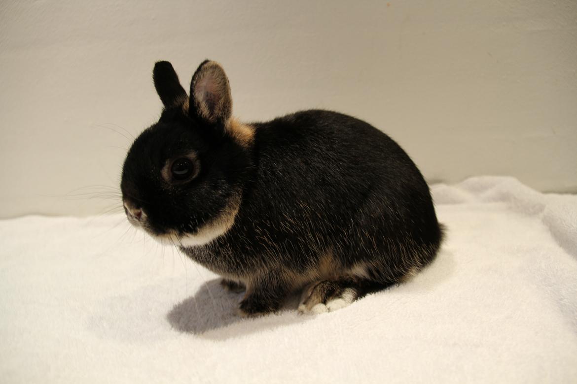 Kanin Rover "Hermelin" billede 6