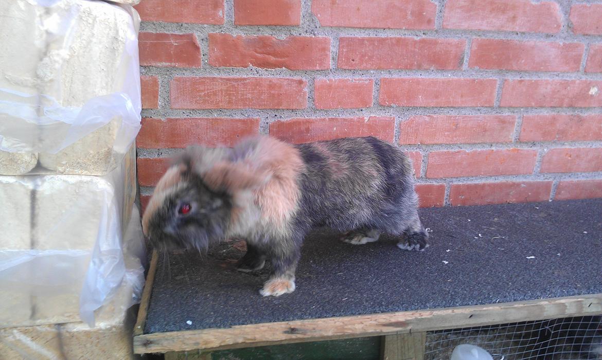 Kanin Tantetuts Miyagi billede 1