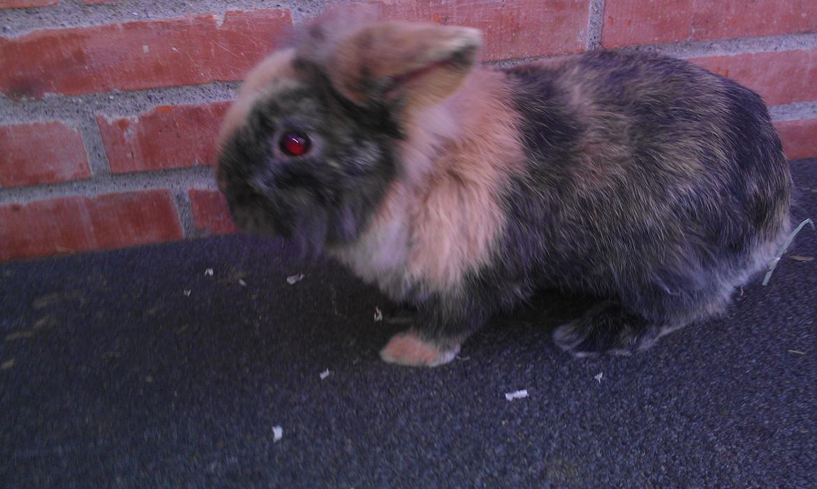 Kanin Tantetuts Miyagi billede 2