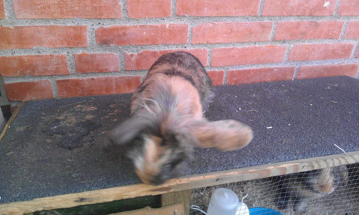 Kanin Tantetuts Miyagi billede 3