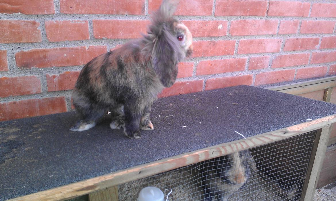 Kanin Tantetuts Miyagi billede 4