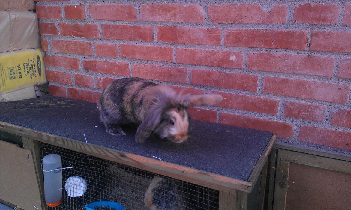 Kanin Tantetuts Miyagi billede 5