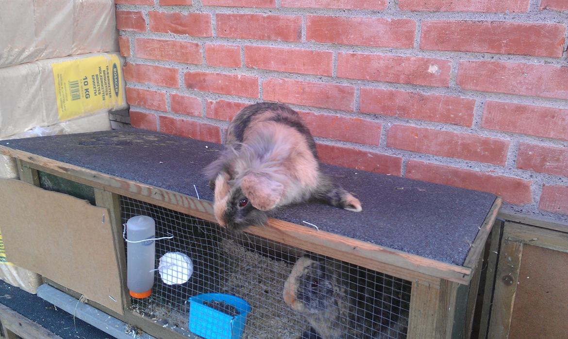 Kanin Tantetuts Miyagi billede 6