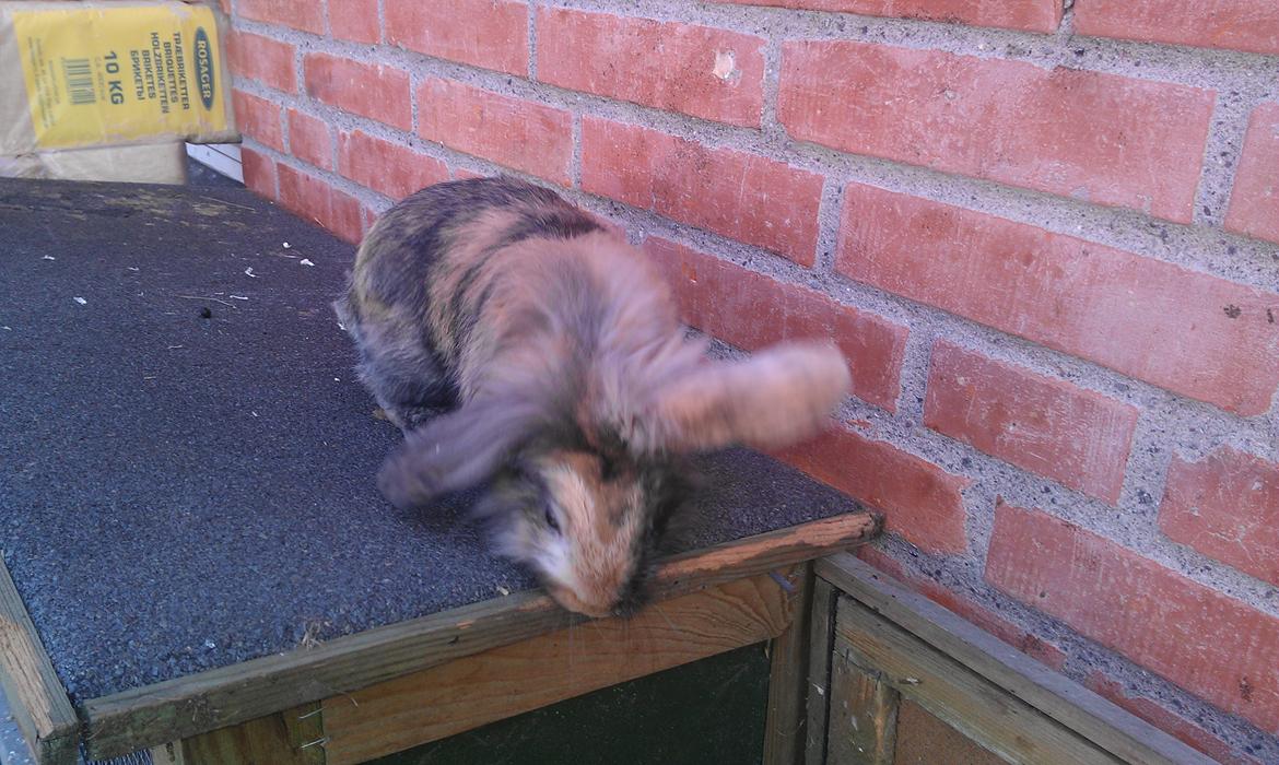 Kanin Tantetuts Miyagi billede 7