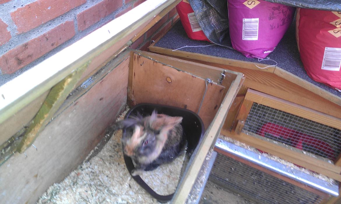 Kanin Tantetuts Miyagi billede 8