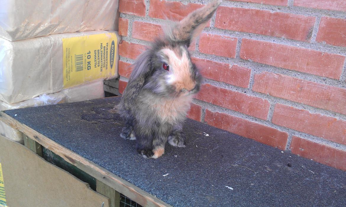 Kanin Tantetuts Miyagi billede 9