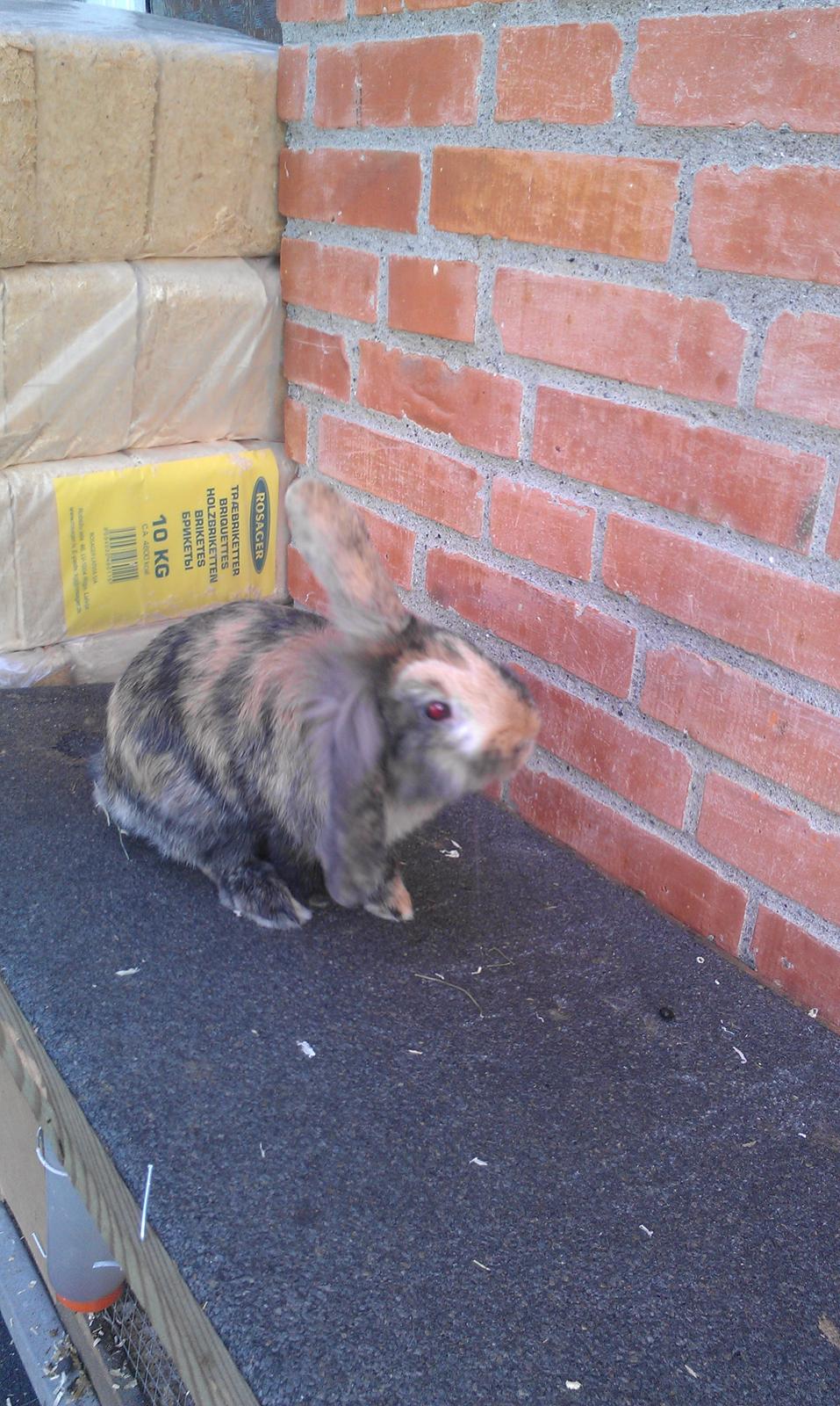 Kanin Tantetuts Miyagi billede 10