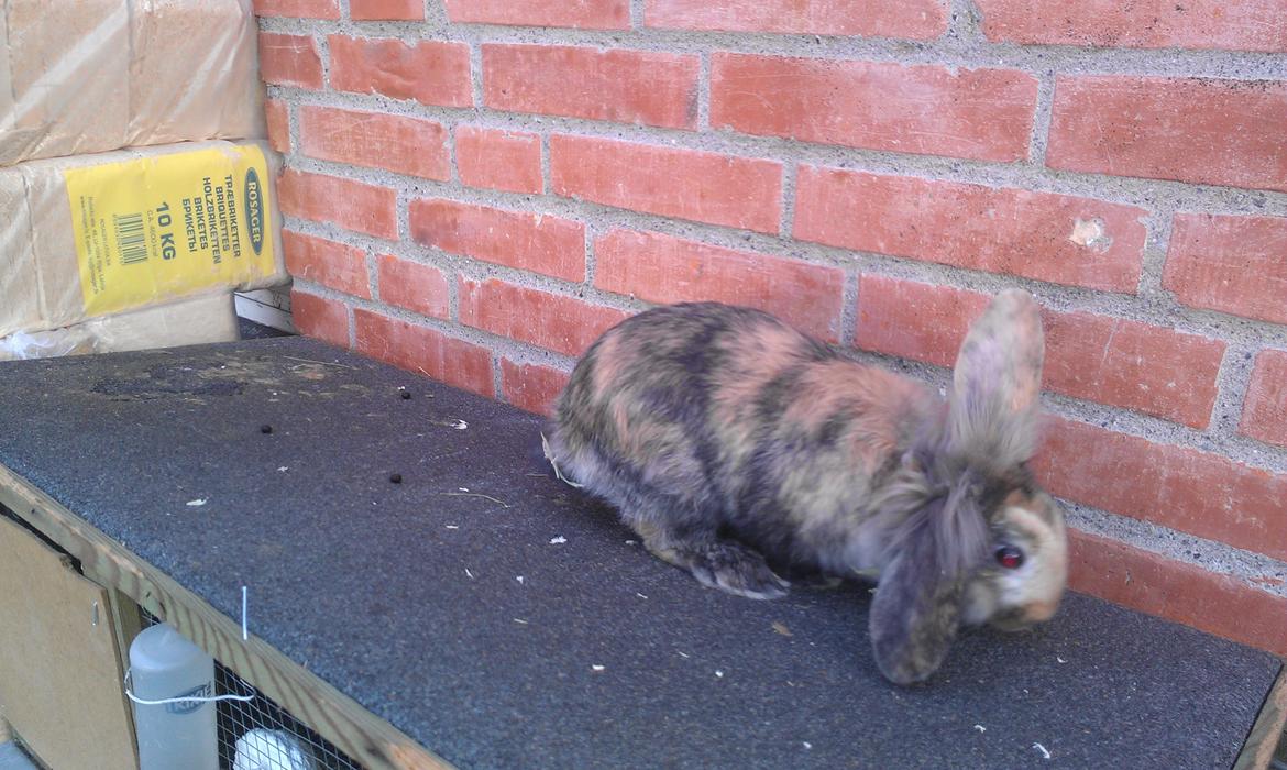 Kanin Tantetuts Miyagi billede 11