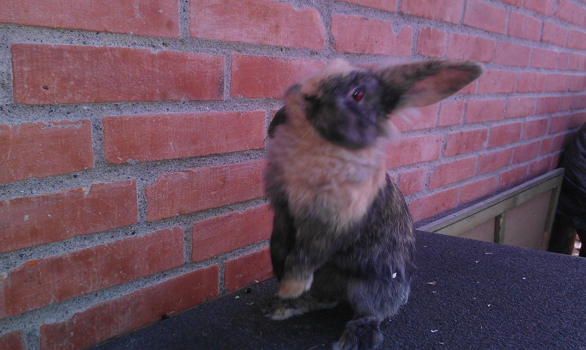 Kanin Tantetuts Miyagi billede 12