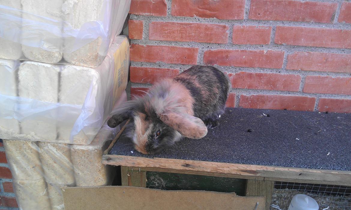 Kanin Tantetuts Miyagi billede 13