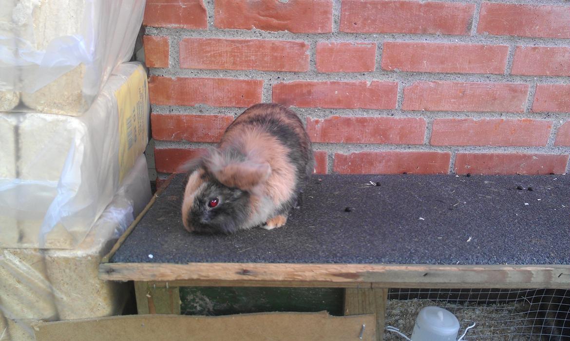 Kanin Tantetuts Miyagi billede 14