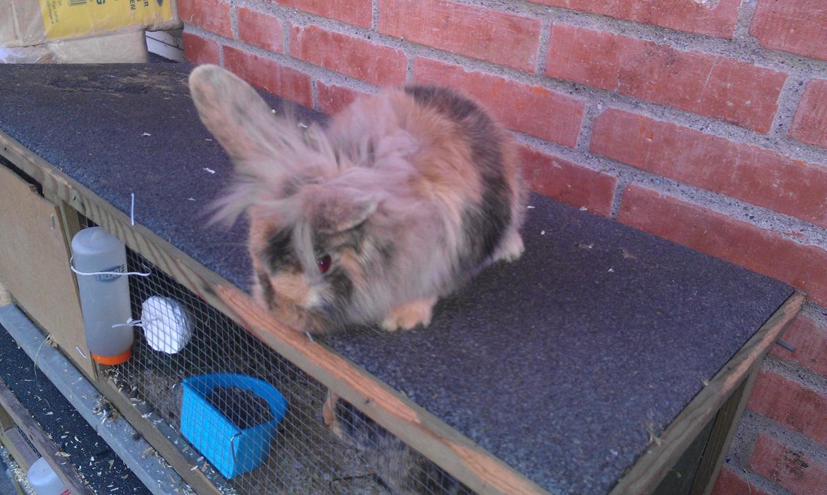 Kanin Tantetuts Kato billede 1