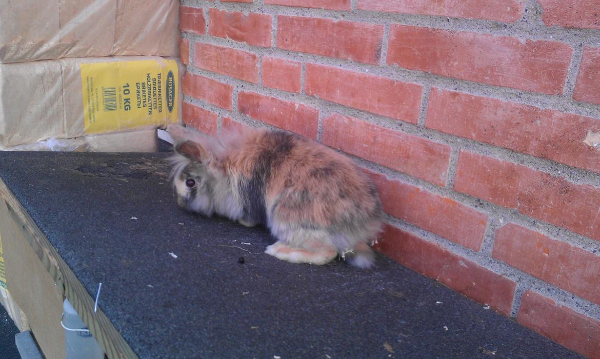 Kanin Tantetuts Kato billede 2