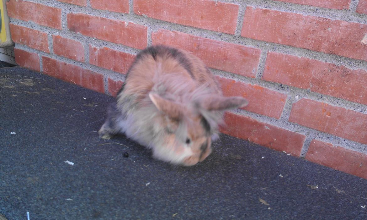 Kanin Tantetuts Kato billede 3