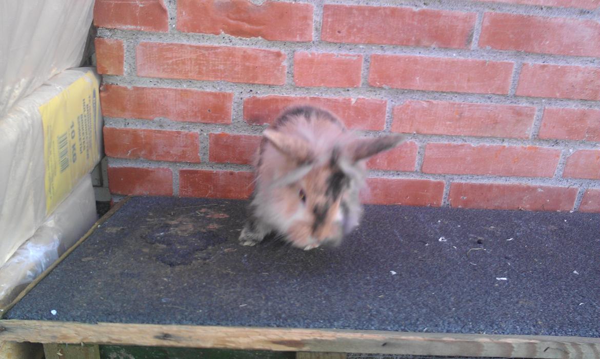 Kanin Tantetuts Kato billede 4