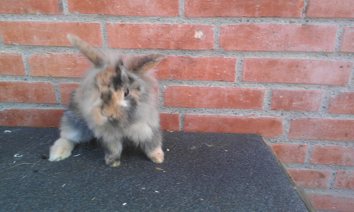 Kanin Tantetuts Kato billede 5