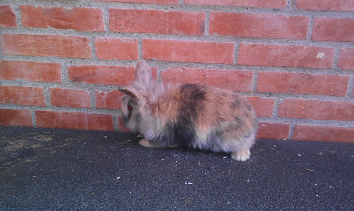 Kanin Tantetuts Kato billede 6