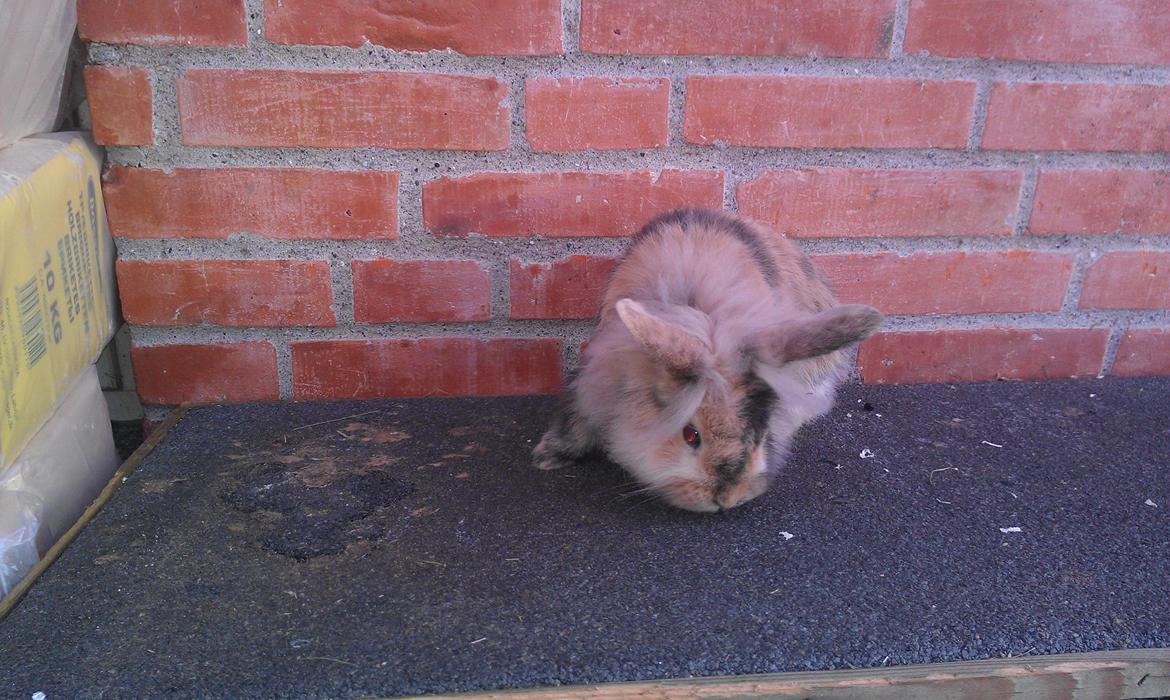 Kanin Tantetuts Kato billede 7