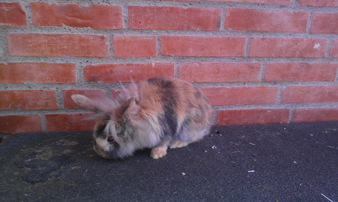 Kanin Tantetuts Kato billede 8