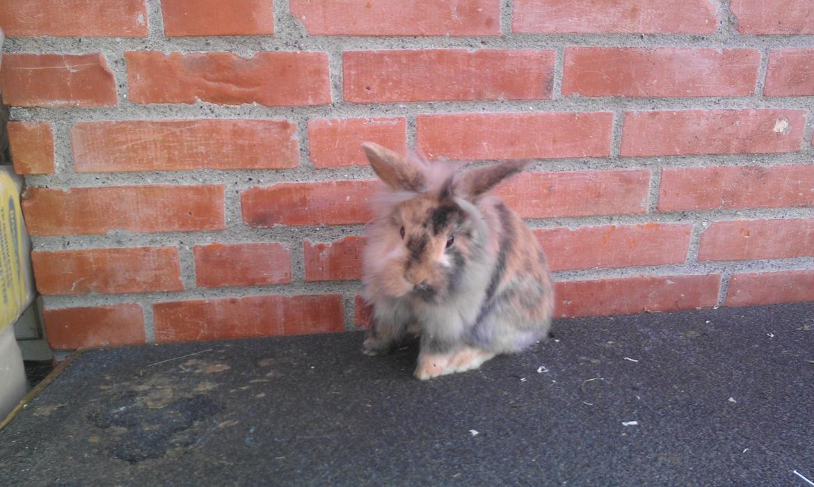 Kanin Tantetuts Kato billede 10