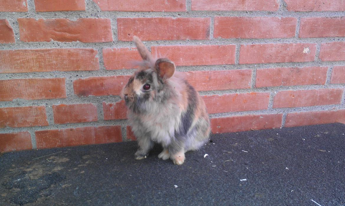 Kanin Tantetuts Kato billede 11