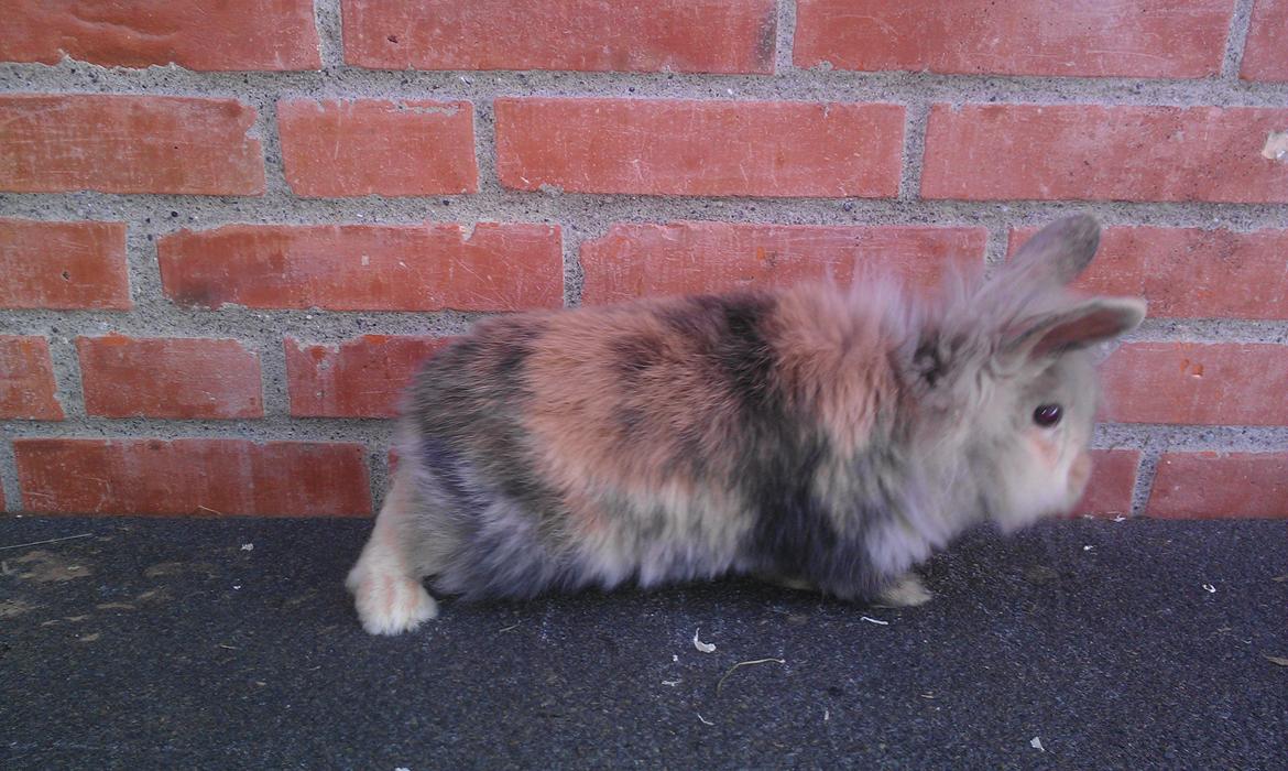 Kanin Tantetuts Kato billede 12