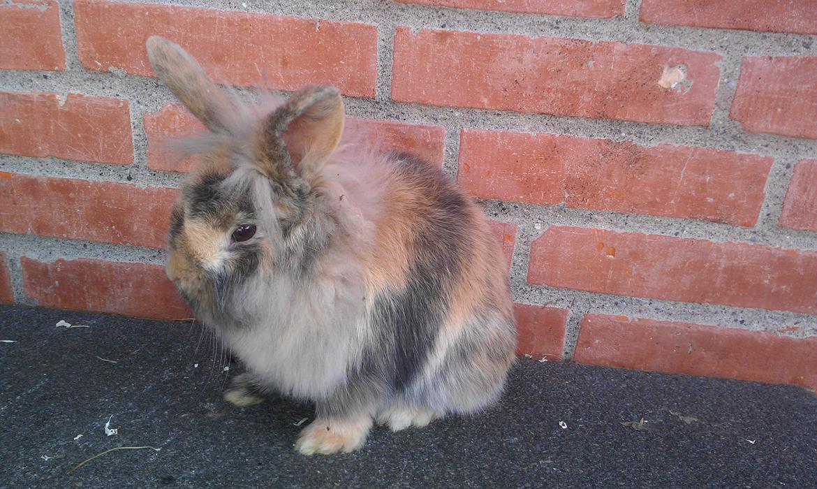 Kanin Tantetuts Kato billede 13