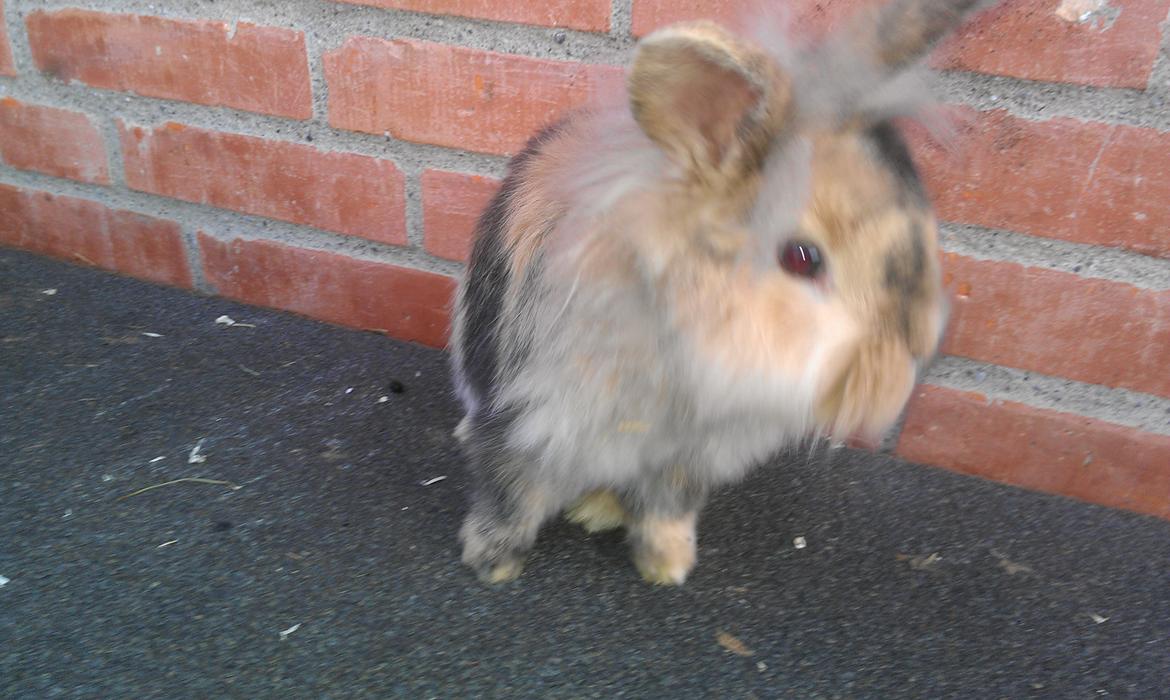 Kanin Tantetuts Kato billede 14