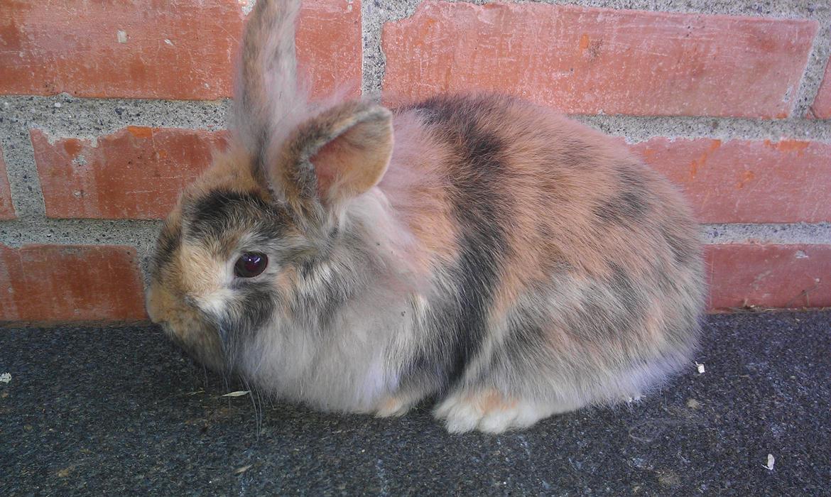 Kanin Tantetuts Kato billede 15