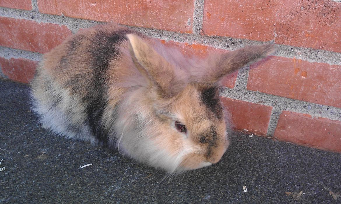 Kanin Tantetuts Kato billede 16