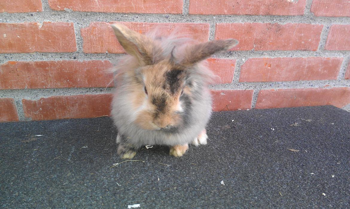 Kanin Tantetuts Kato billede 17