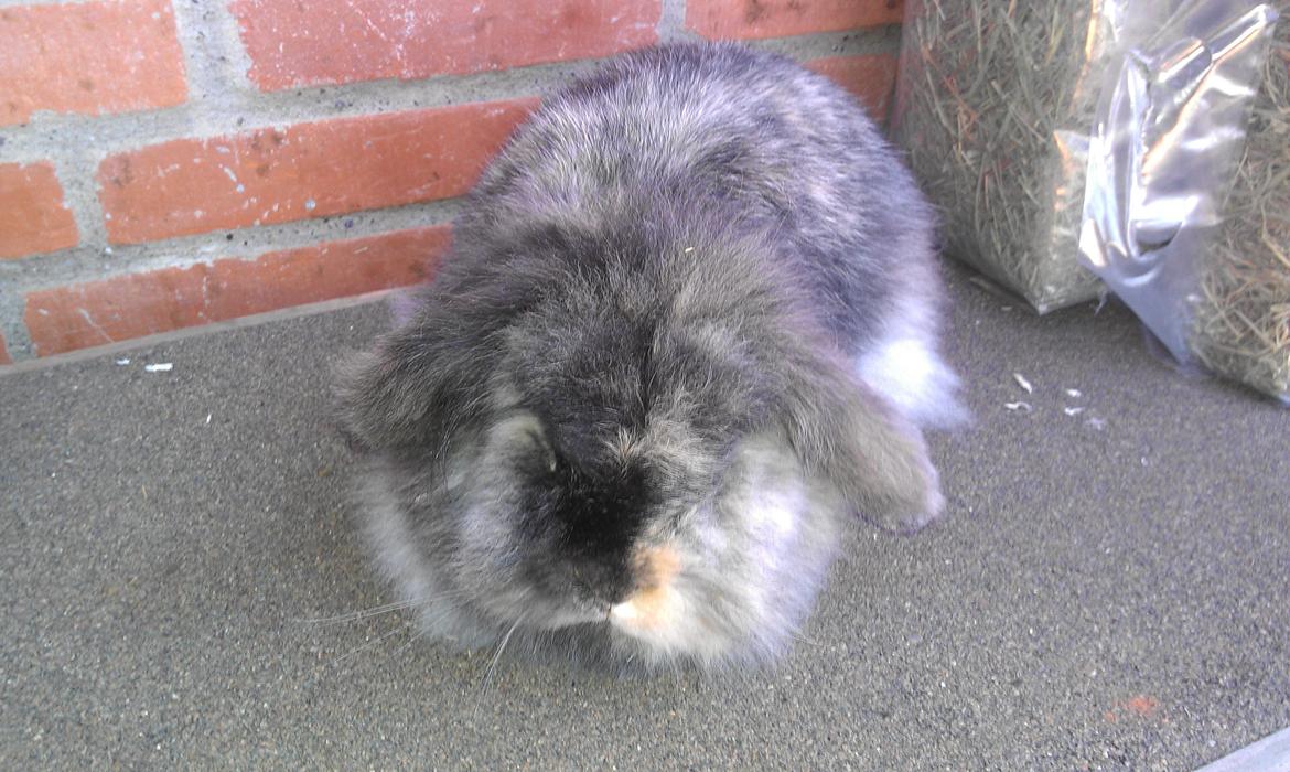 Kanin Camilla billede 1