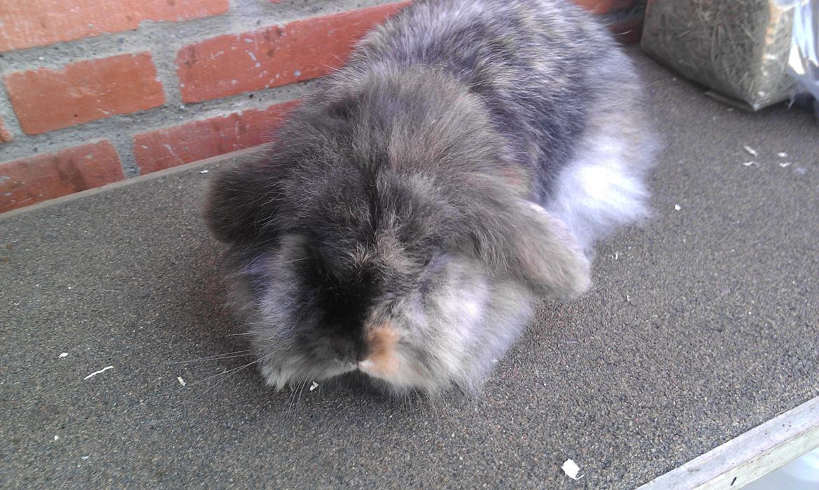 Kanin Camilla billede 2