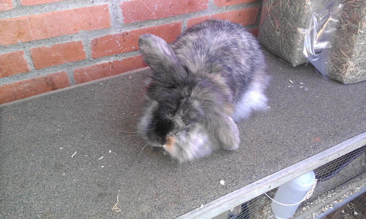 Kanin Camilla billede 3