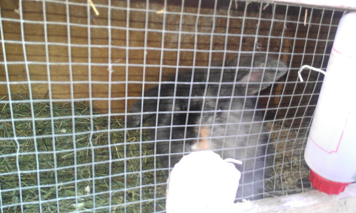 Kanin Camilla billede 4