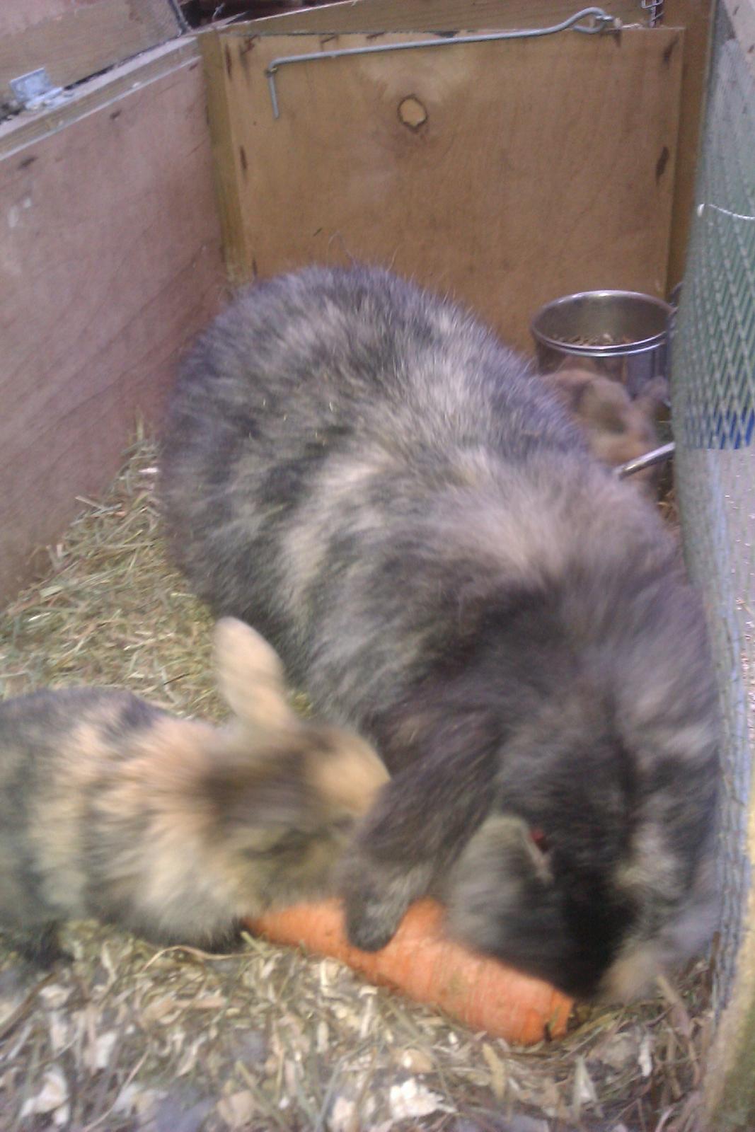 Kanin Camilla billede 5