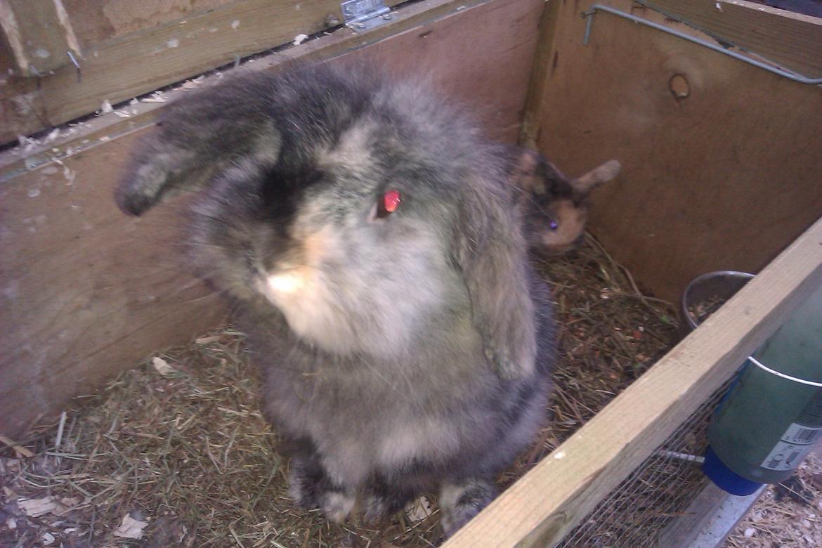 Kanin Camilla billede 6